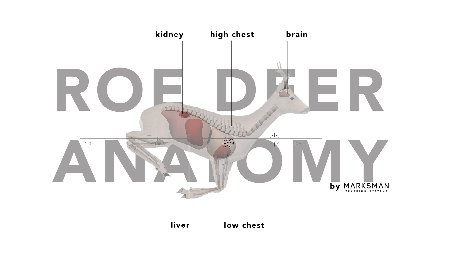 Roe deer anatomy diagram showing lungs, heart, liver, and kidney placement for ethical shot placement
