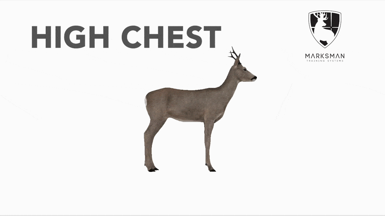 Roe deer high chest shot reaction: the animal drops immediately on the spot