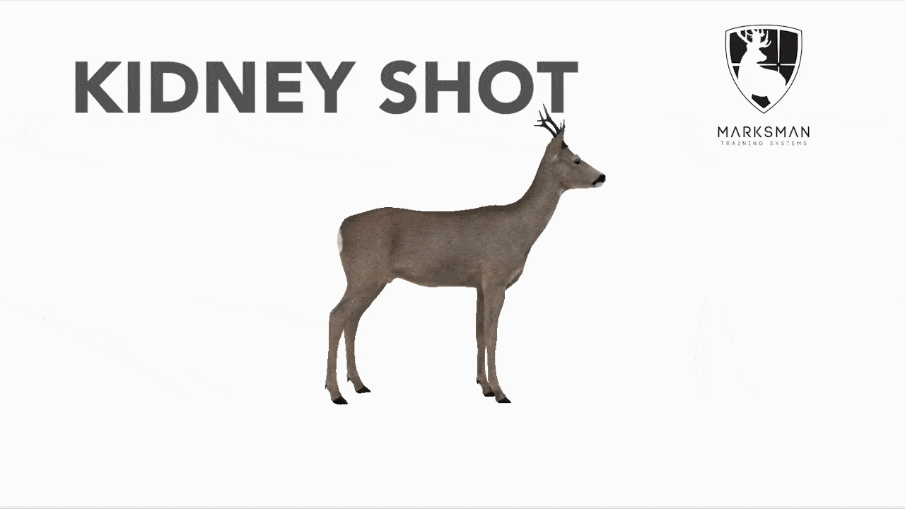 Roe deer kidney shot reaction: hunched back escape before the animal goes down
