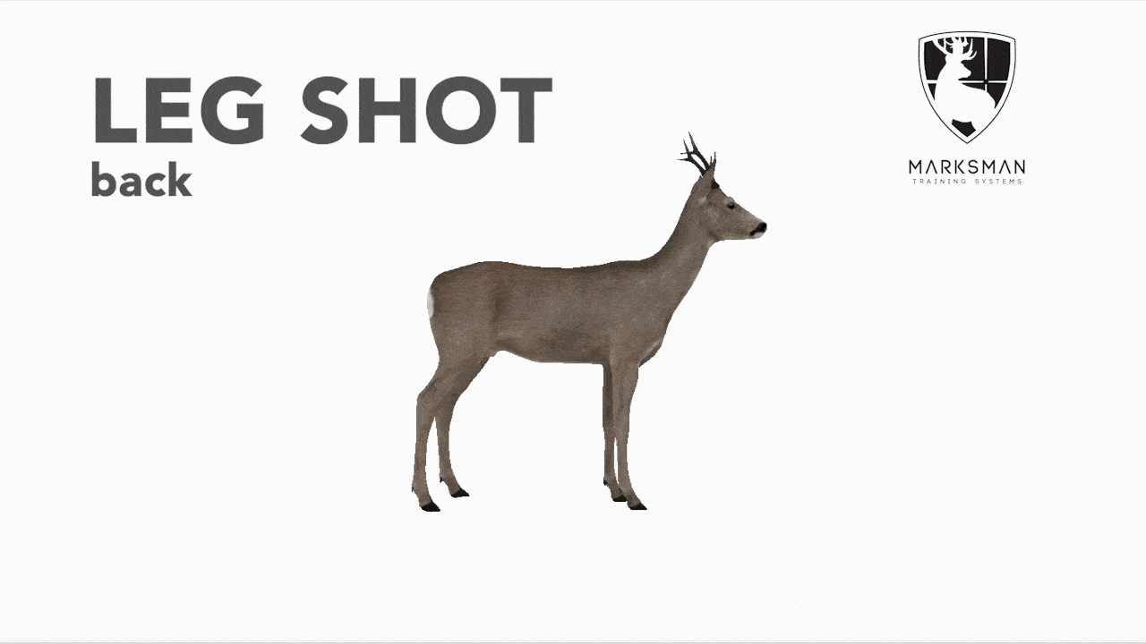Roe deer leg shot from behind: three-legged escape pattern