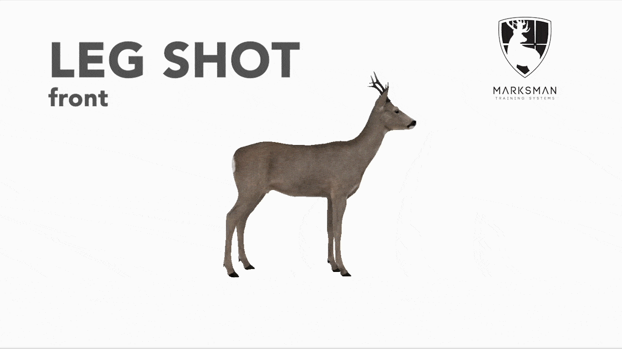 Roe deer leg shot from the front: three-legged escape pattern