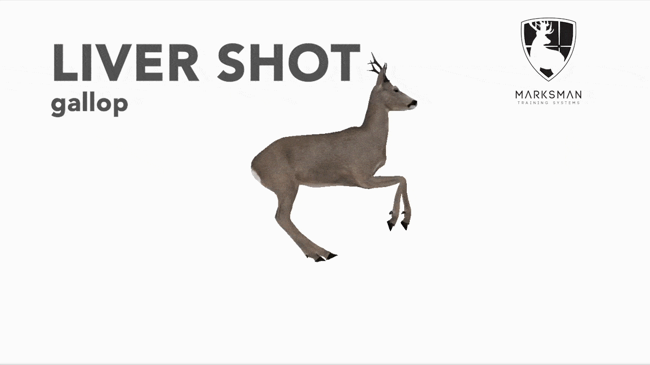 Roe deer liver shot reaction: the animal gallops away before collapsing