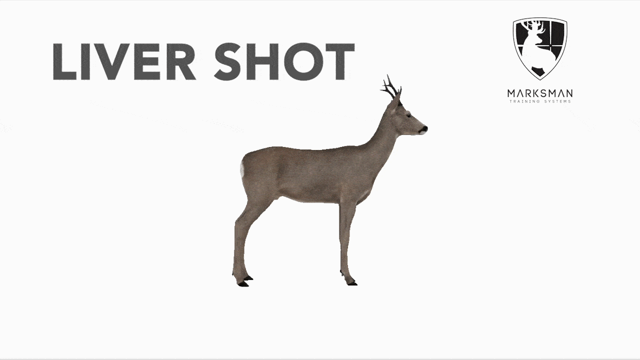 Roe deer liver shot reaction: arched back and stagger before collapse