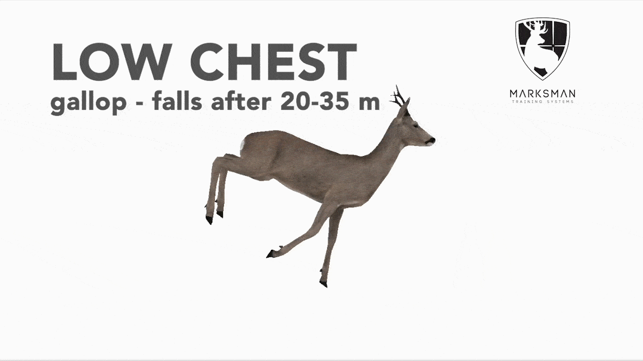 Roe deer low chest shot reaction: brief gallop before the animal falls